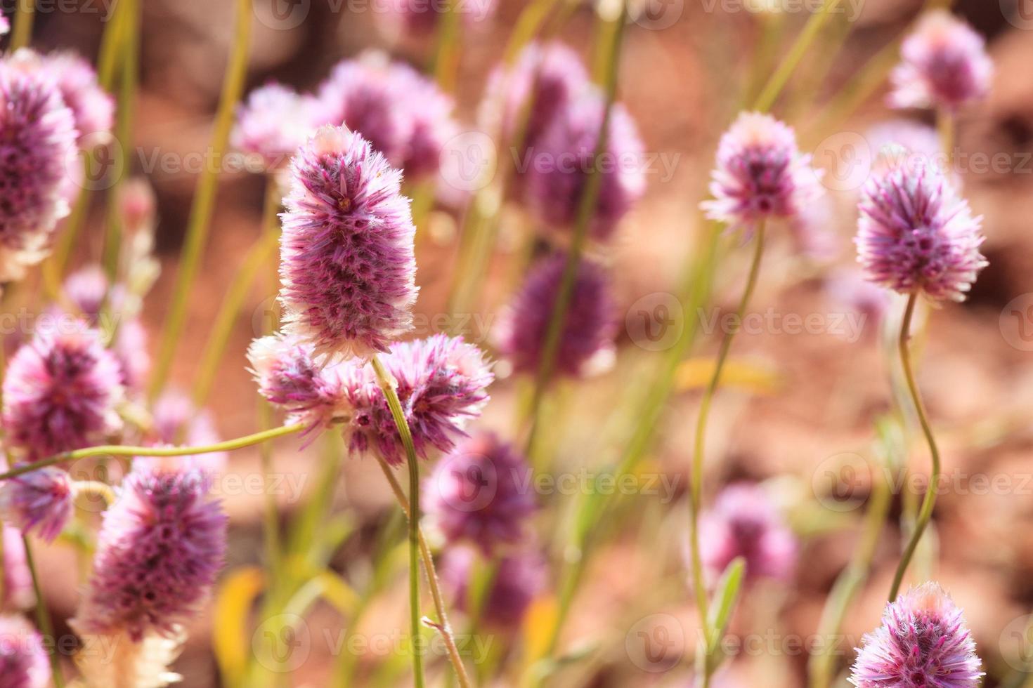 Hairy mulla mulla ptilotus helipteroides al parco di Kata Tjuta territorio settentrionale australia foto