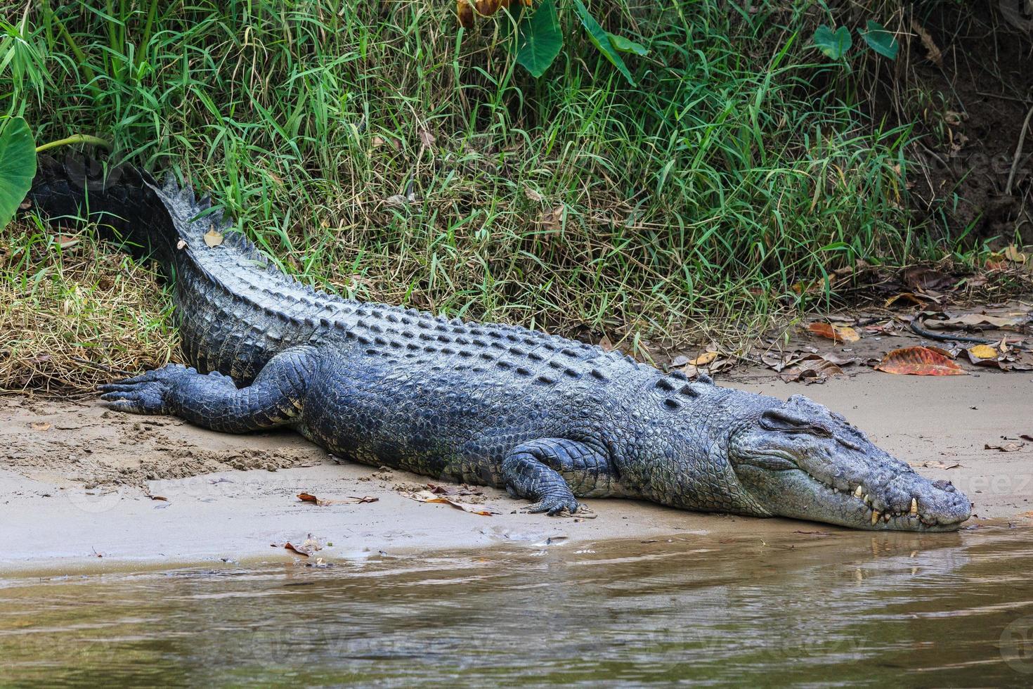 coccodrillo di acqua salata crocodylus porosus daintree queensland australia foto