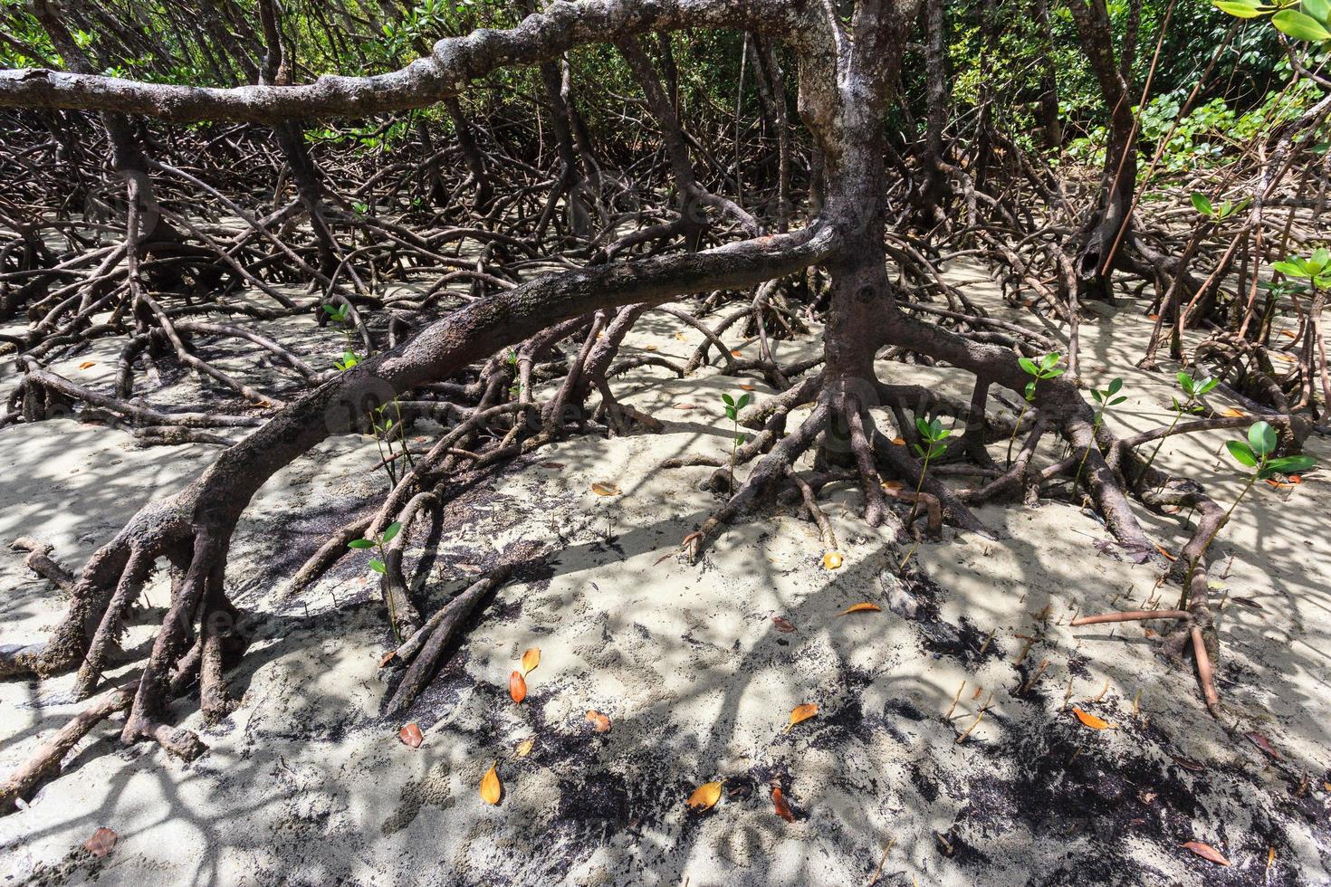 Cape Tribulation mangrovie Queensland Australia foto