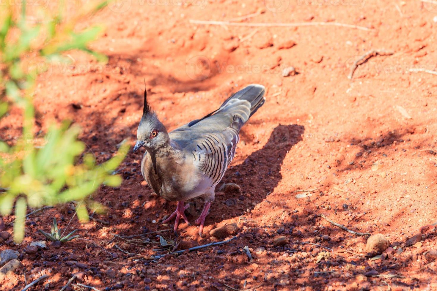 piccione crestato ocyphaps lophotes territorio settentrionale australia foto