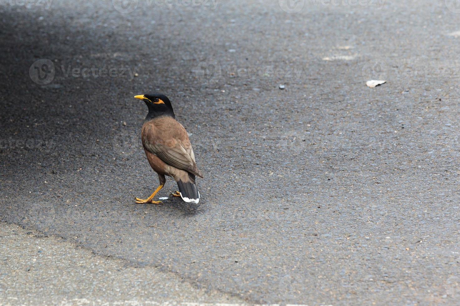 comune myna acridotheres tristis atherton queensland australia foto