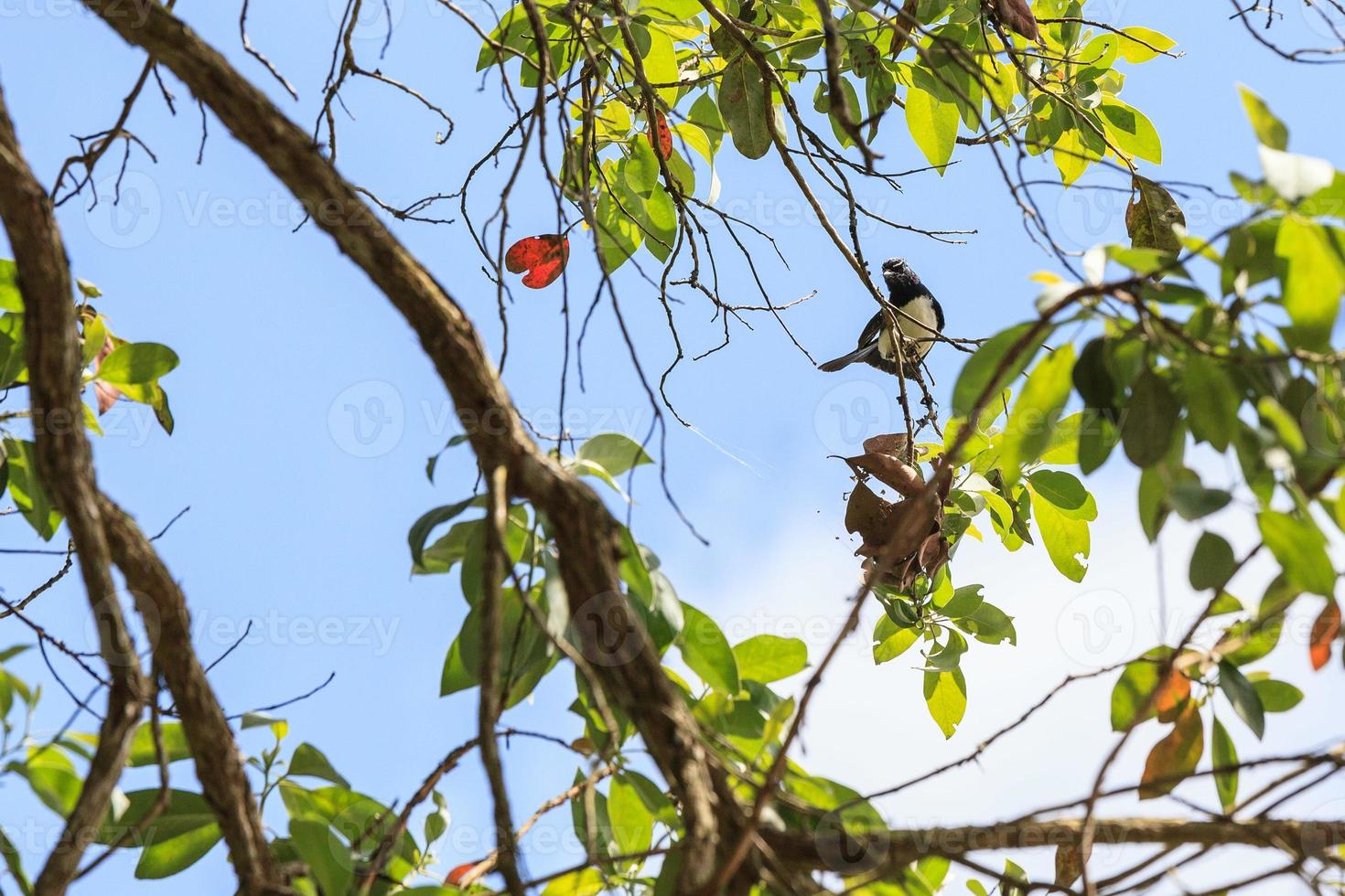 willie wagtail rhipidura leucophrys queensland australia foto