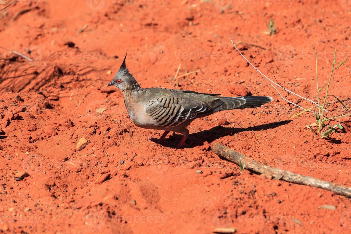 piccione crestato ocyphaps lophotes territorio settentrionale australia foto