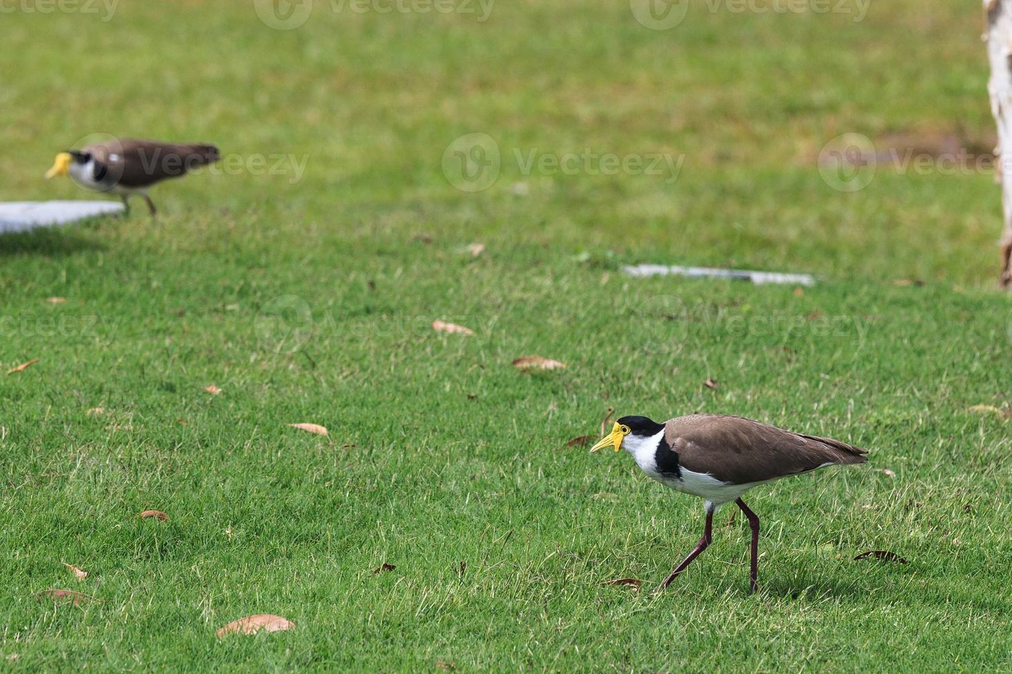 Blackshouldered pavoncella vanellus miglia novaehollandiae Sunshine Coast campus universitario Queensland Australia foto