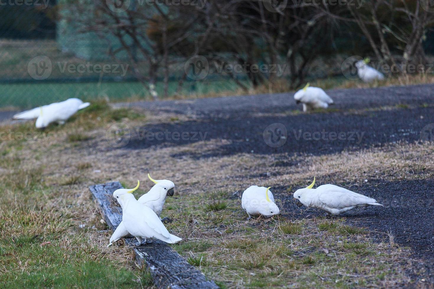 cacatua che raccoglie nuovo Galles del Sud Australia a foto