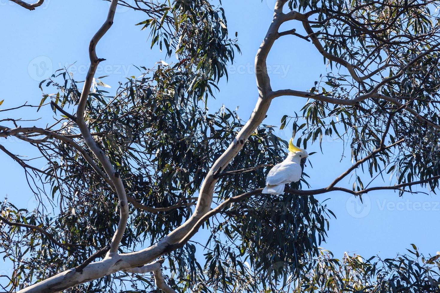 Sulphurcrested cacatua.cacatua galerita Nuovo Galles del Sud Australia foto