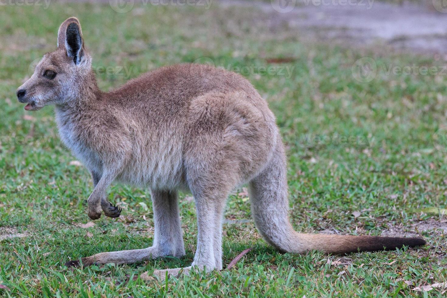 canguro grigio orientale macropus giganteus Sunshine Coast Queensland Australia foto