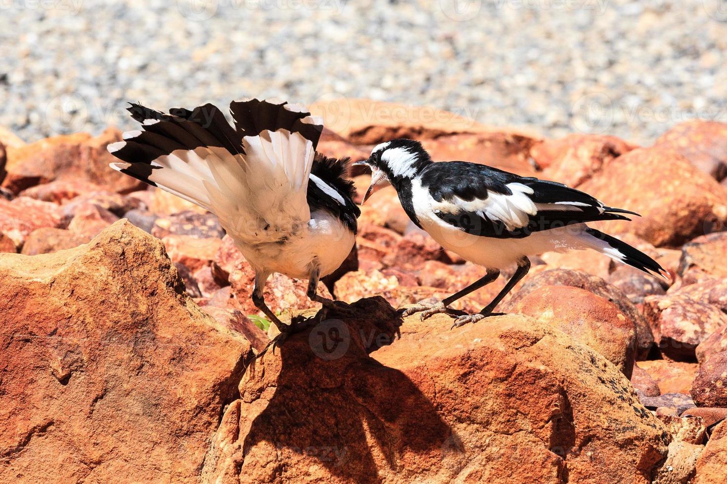 magpielark grallina cyanoleuca territorio settentrionale australia foto