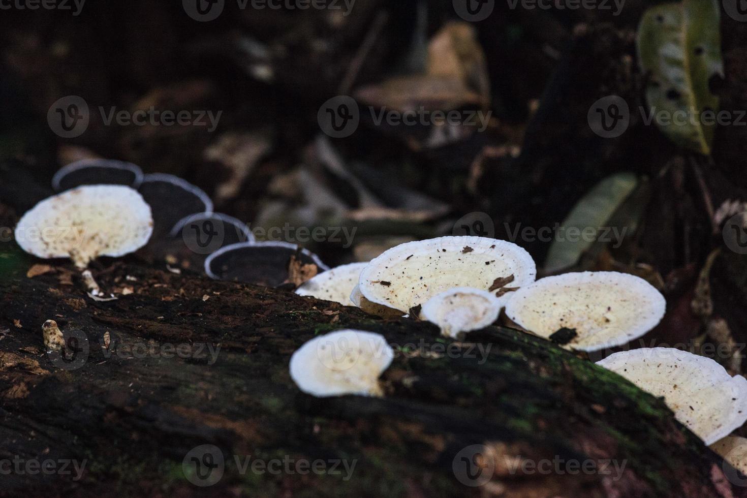 funghi Queensland Australia foto