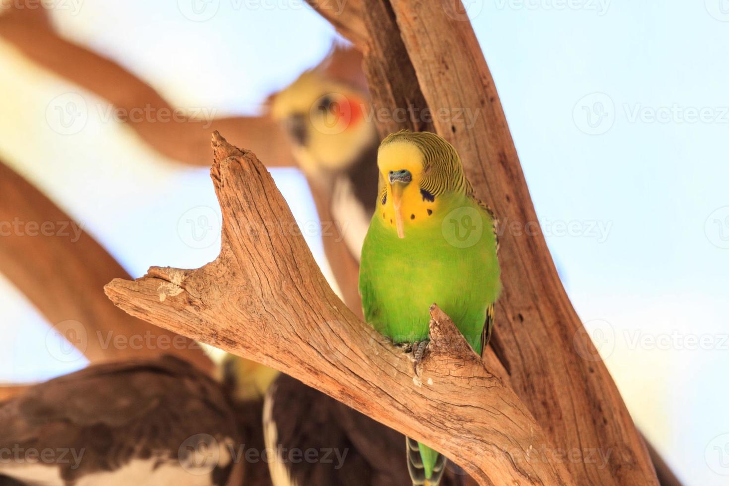 pappagallino ondulato melopsittacus undulatus territorio settentrionale australia foto