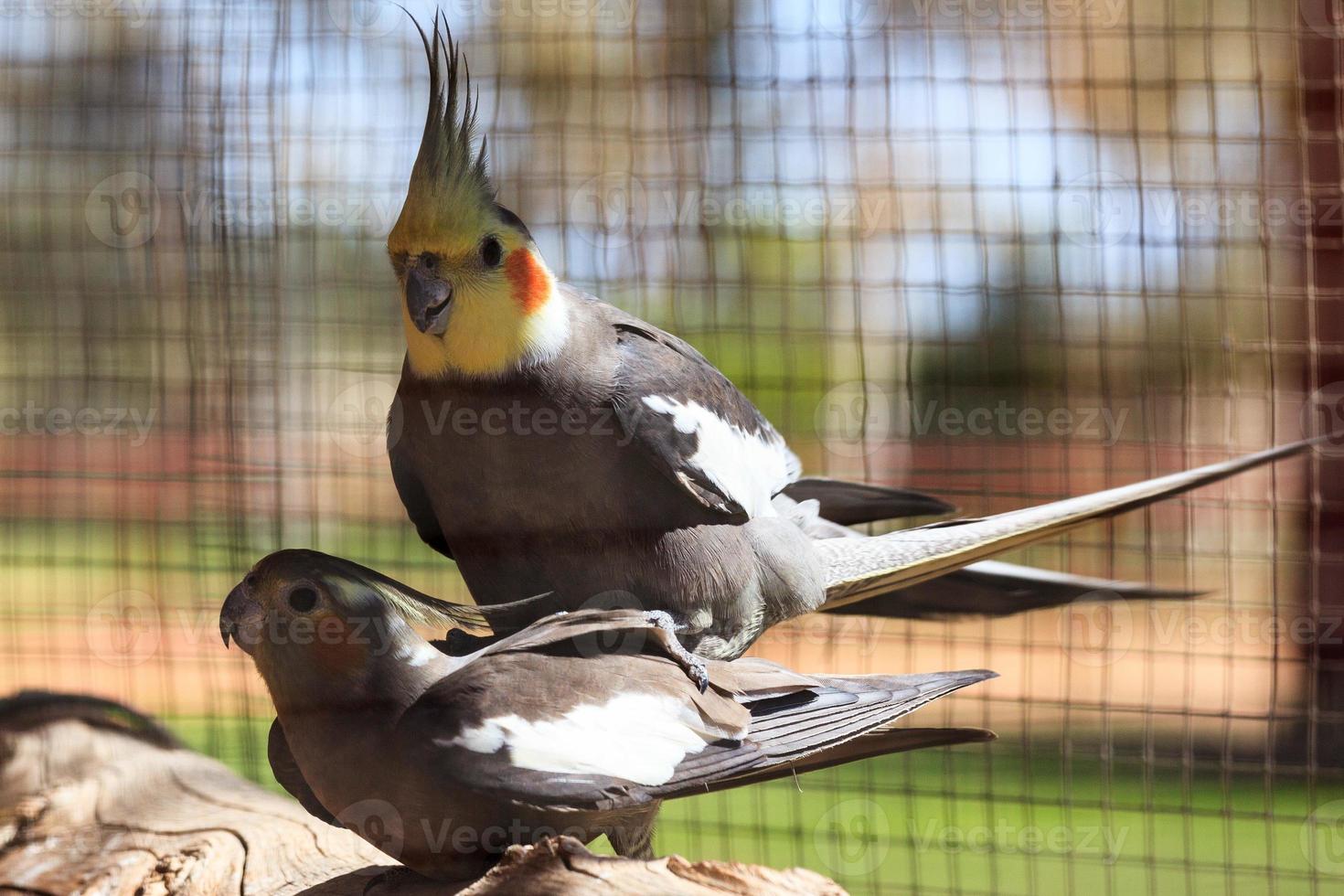 cockatiel.nymphicus hollandicus territorio settentrionale australia foto