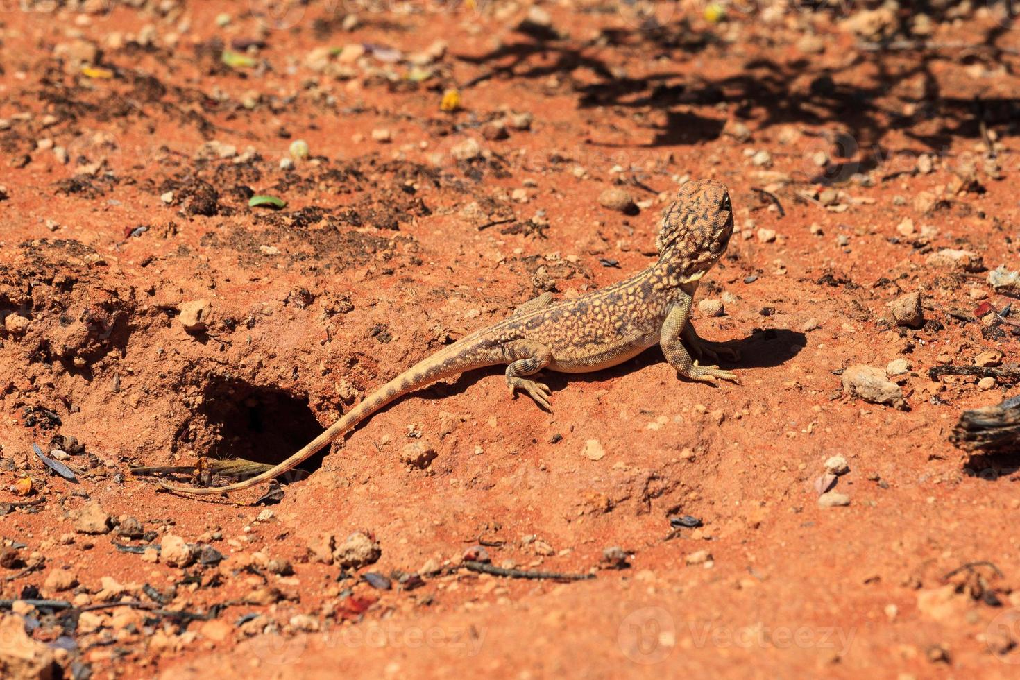 centrale drago reticolato ctenophorus nuchalis vicino a uluru territorio settentrionale australia foto