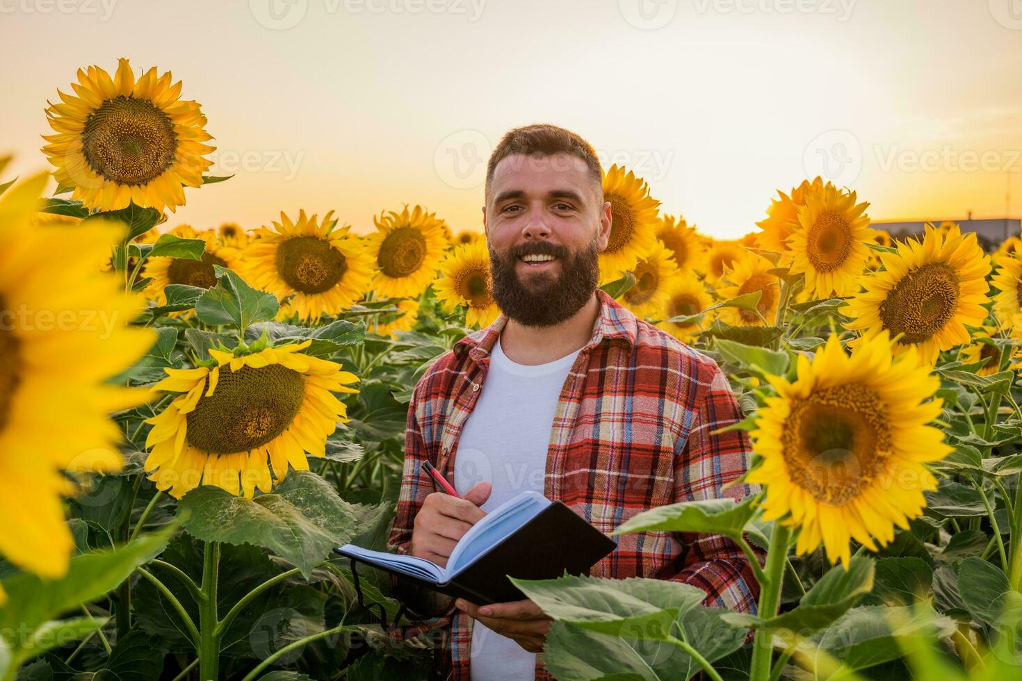 contento contadino è in piedi nel il suo girasole campo quale è nel fiore. lui è contento perché di bene stagione e bene progresso di il impianti. foto