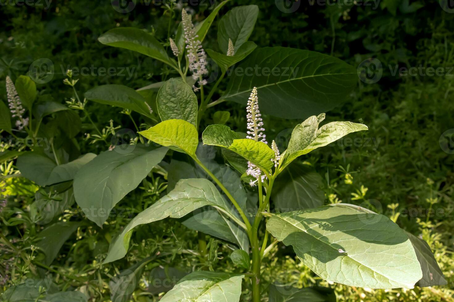 fitolacca americana io, anche conosciuto come americano pokeweed, colpire salsiccia, mirtilli rossi, e calamaio, è un' velenoso, erbaceo perenne pianta nel il famiglia fitolaccacee. foto