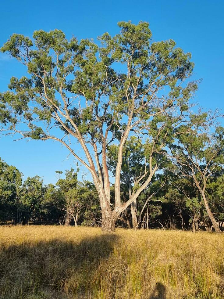 kiata campeggio, poco deserto, Australia foto