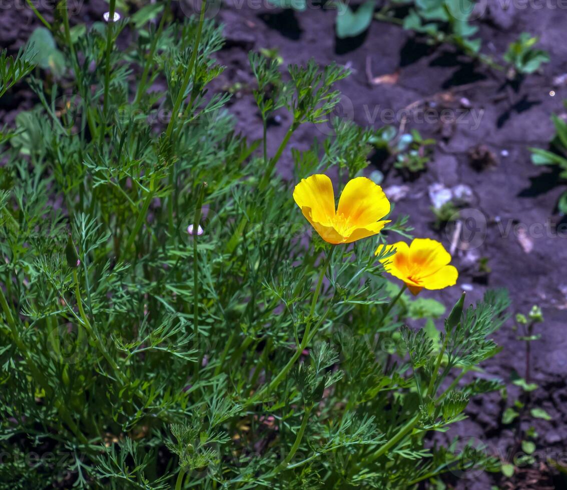 arancia fiore California papavero, o d'oro papavero, tazza di oro. suo latino nome è eschscholzia Californica, nativo per il noi e Messico. foto