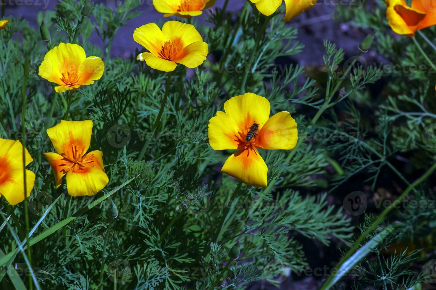 arancia fiore California papavero, o d'oro papavero, tazza di oro. suo latino nome è eschscholzia Californica, nativo per il noi e Messico. foto