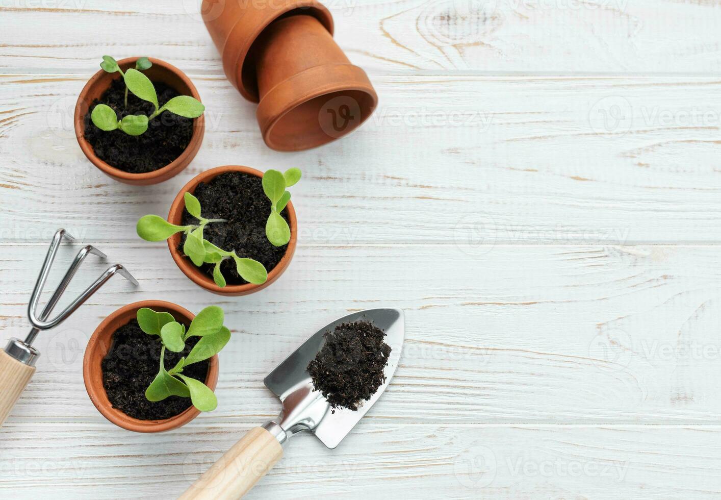 giardinaggio concetto, piantare a casa foto