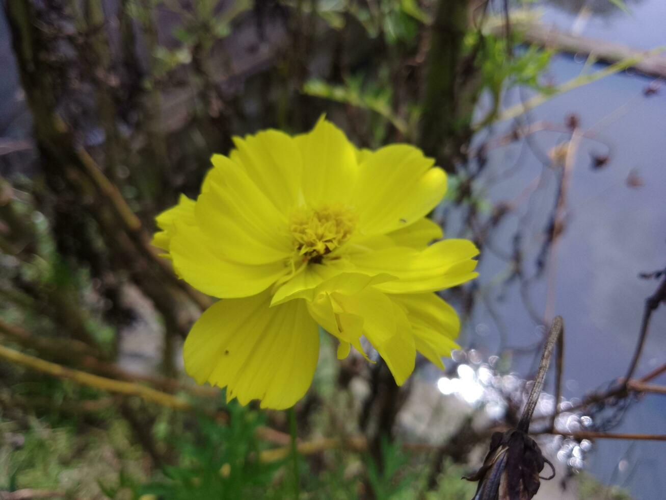 il giallo fiore foto