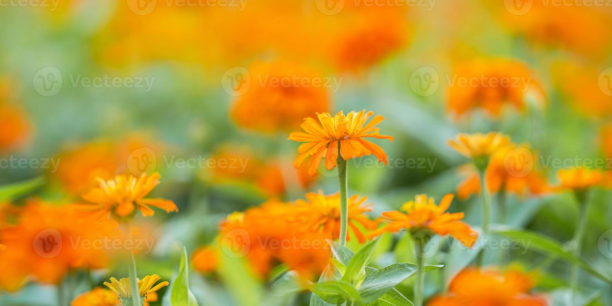 primo piano di fiori d'arancio in giardino foto