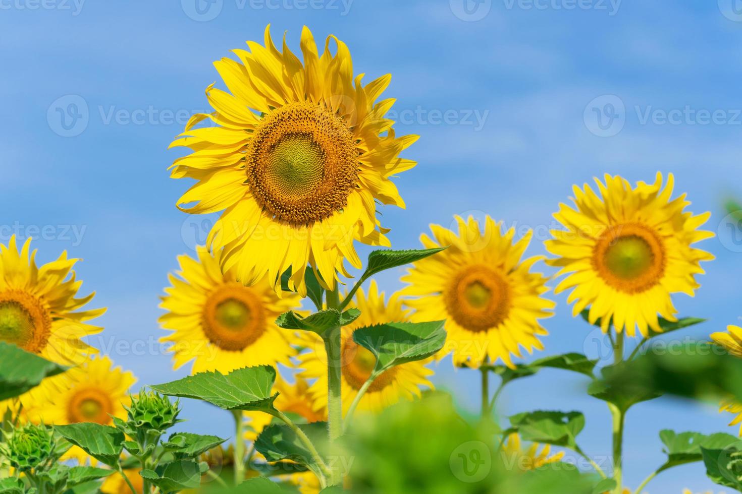 girasoli in fiore su sfondo naturale foto