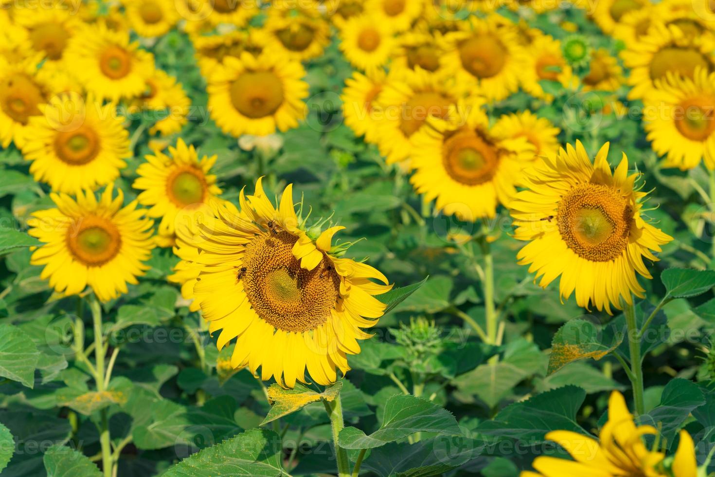 sfondo naturale di girasoli in fiore foto