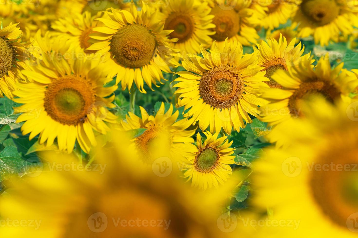 sfondo naturale di girasoli in fiore foto