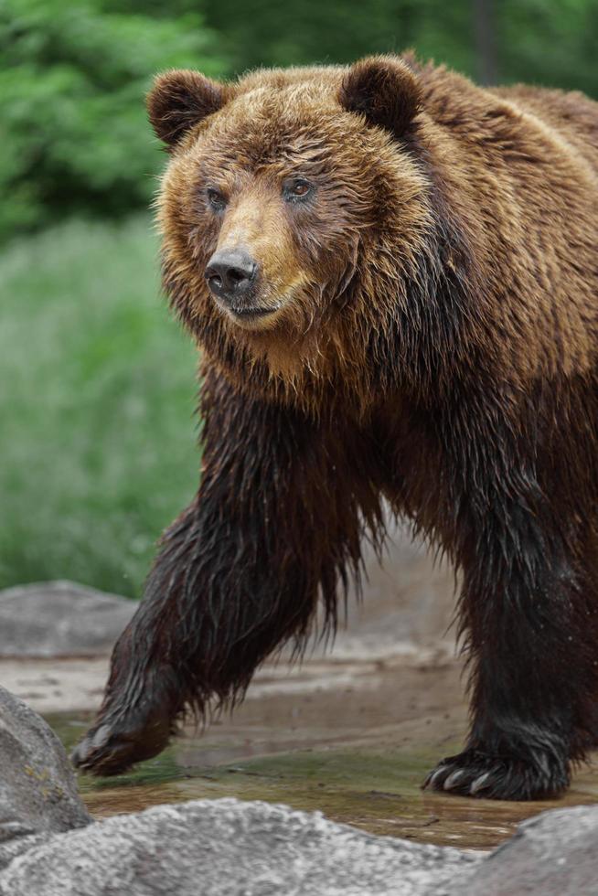 kamchatka orso bruno foto