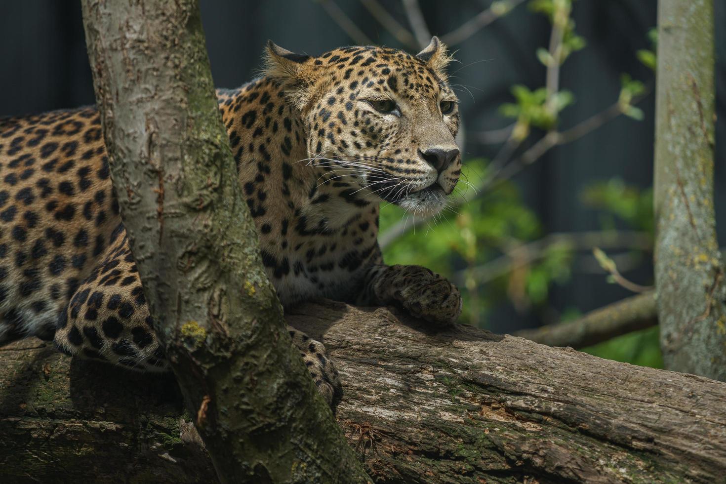 Leopardo dello Sri Lanka foto