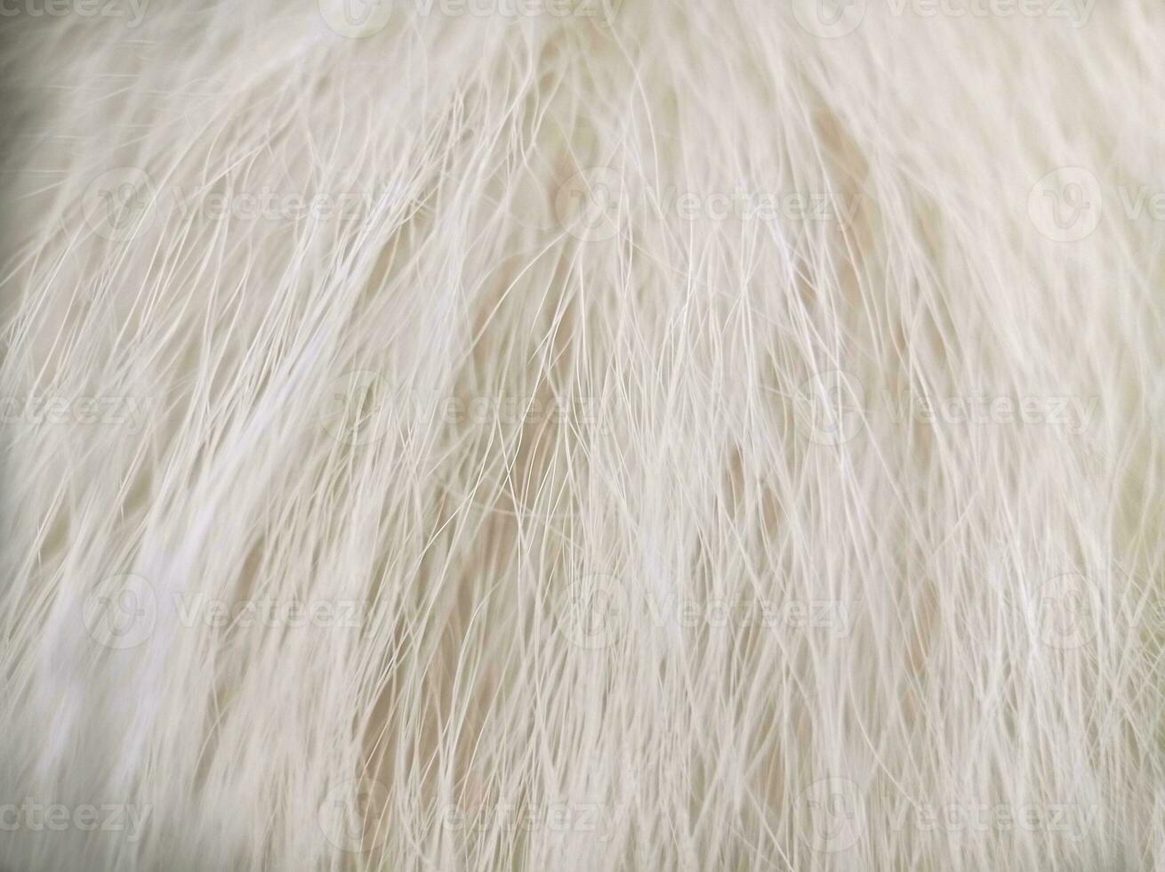 bianca cane gatto lungo pelliccia struttura macro superiore Visualizza foto
