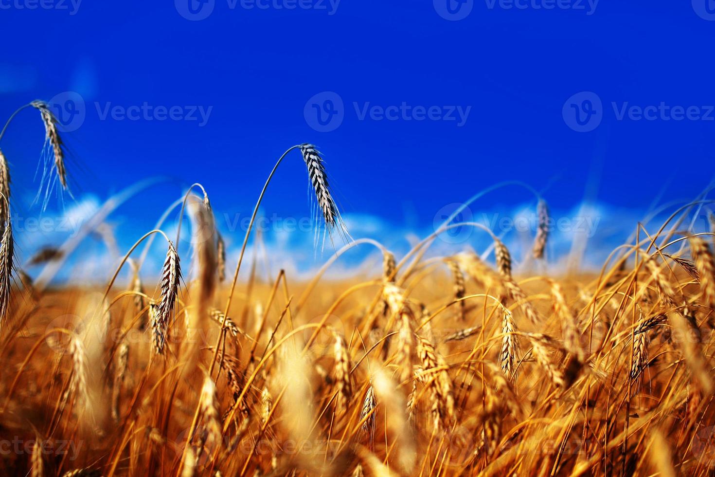 spighe di grano dorato da vicino. bellissimo paesaggio al tramonto della natura. paesaggio rurale sotto la luce del sole splendente. ricco concetto di raccolto. sfondo di spighe di maturazione del campo di grano di prato. foto