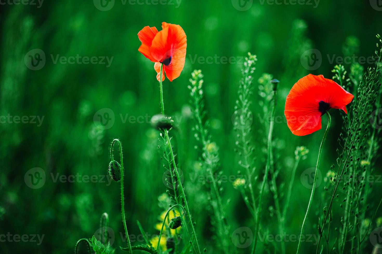 fiore papavero in fiore su sfondo papaveri fiori. foto