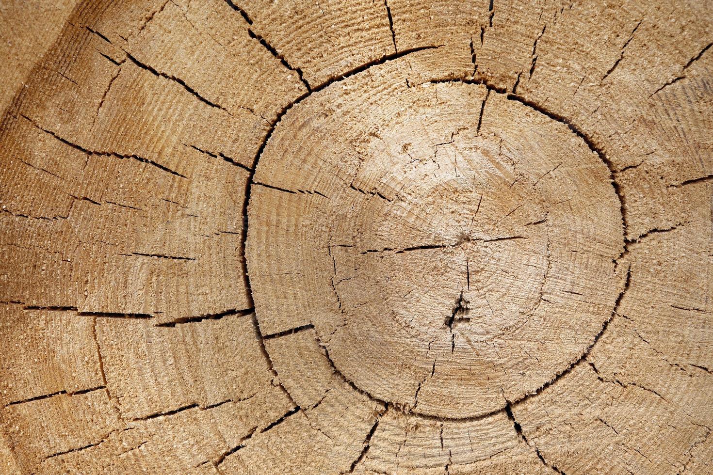 struttura in legno di un tronco d'albero con bellissime sfumature dorate. foto