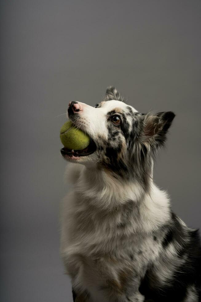 un' verticale ritratto di un australiano collie con un' tennis palla isolato su un' grigio sfondo foto