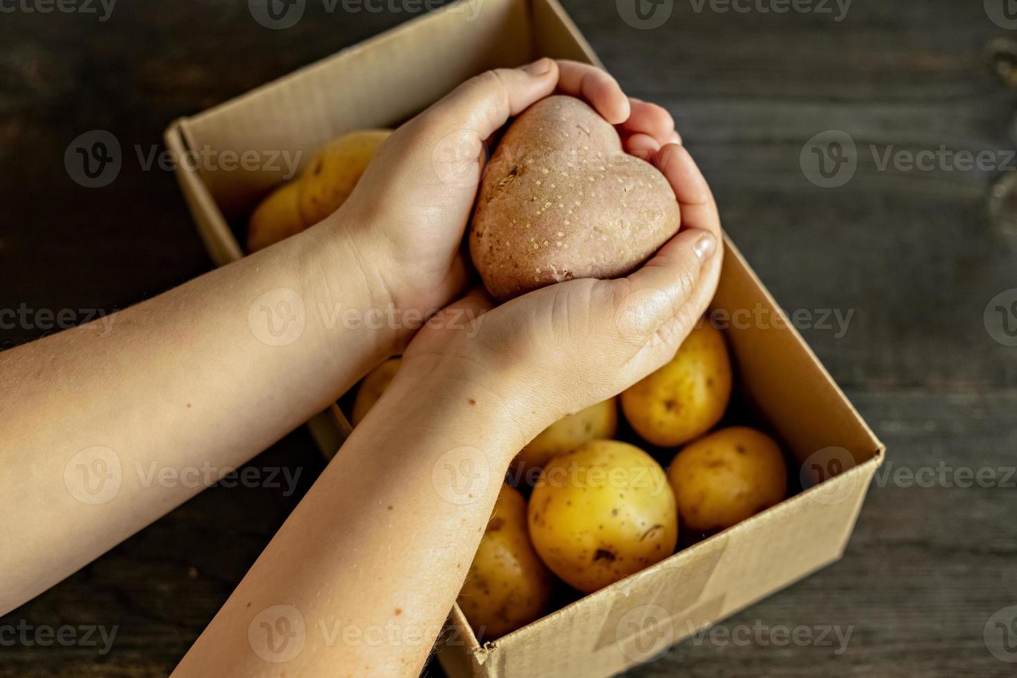 mani femminili che tengono una brutta patata vegetale a forma di cuore su una scatola piena di patate. quadrato, cibo brutto. foto