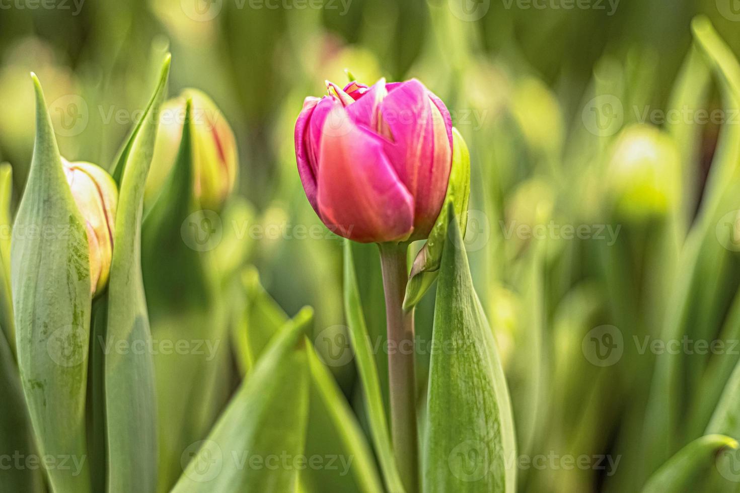 tulipano rosa su un letto di fiori in giardino. primavera. fioritura. foto