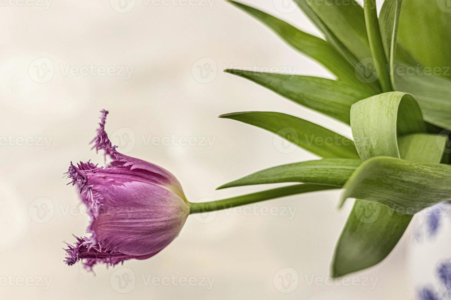 tulipano viola in un vaso in giardino. primavera. fioritura. foto