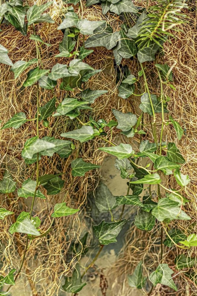 sfondo da un muro di cemento in giardino, ricoperto di edera. foto