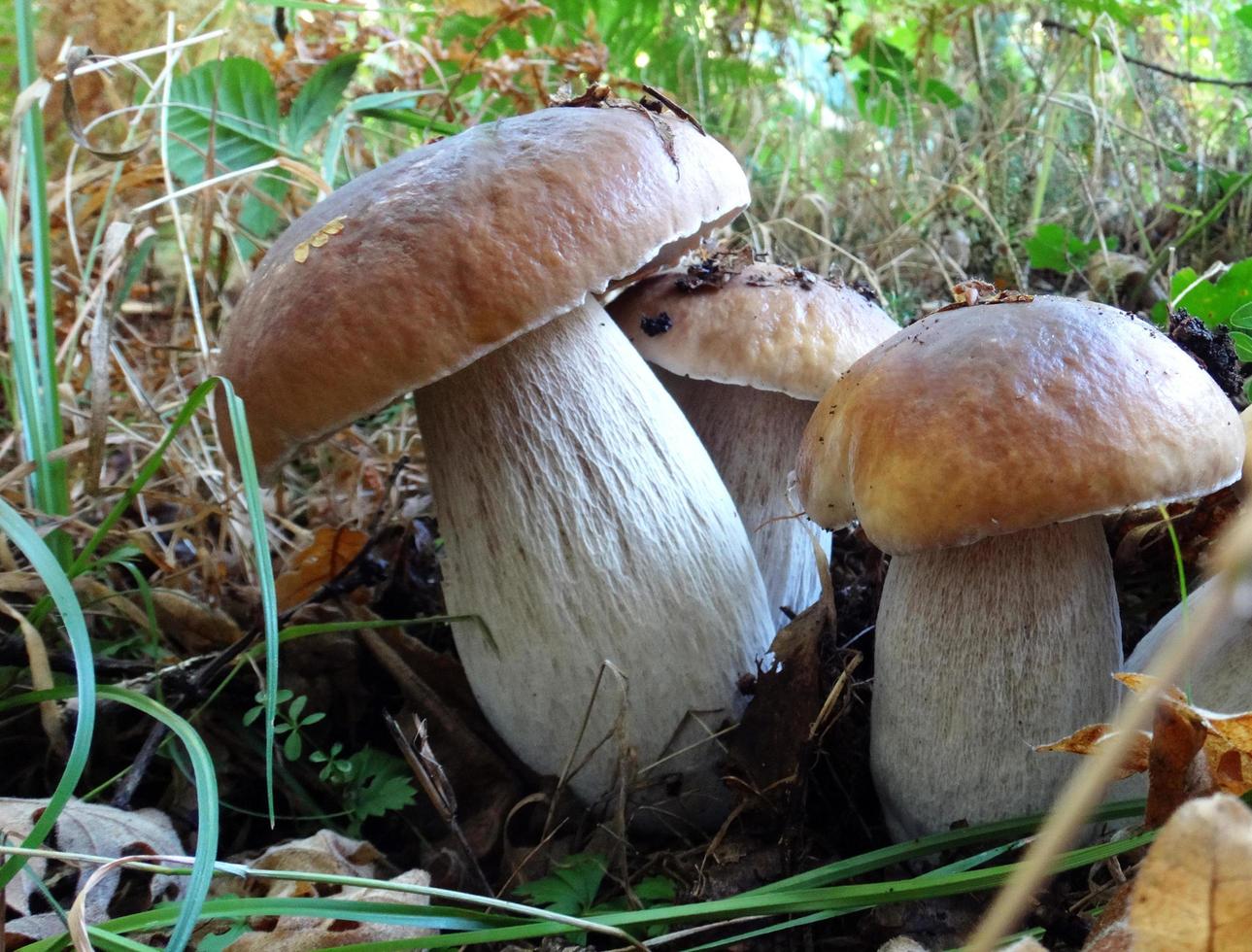 stanze commestibili fresche nella foresta foto