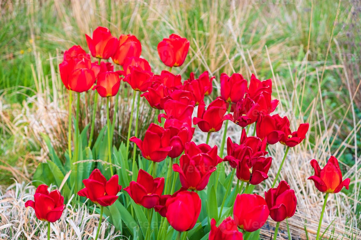 tulipani rossi nel parco di Whitworth, Manchester. paesaggio primaverile foto