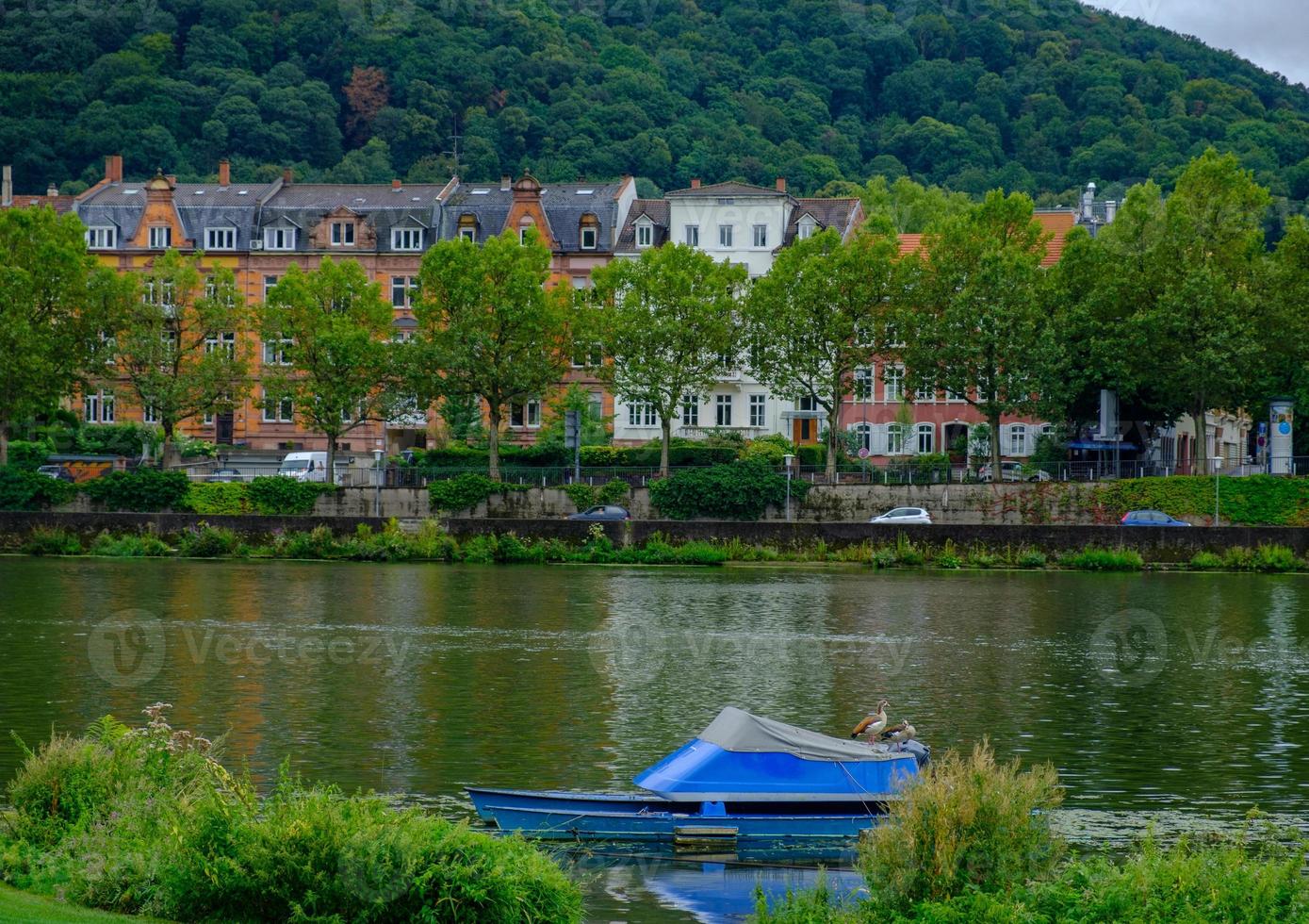 Due anatre stanno su una barca sul fiume Neckar a Heidelberg, Germania foto