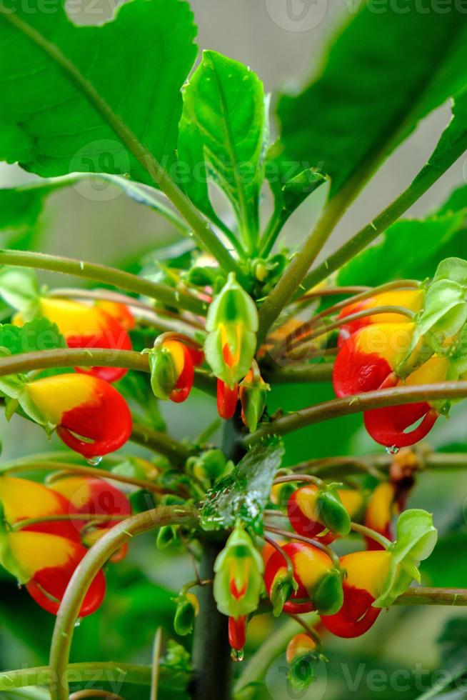 primo piano di una pianta con giallo-rosso foto