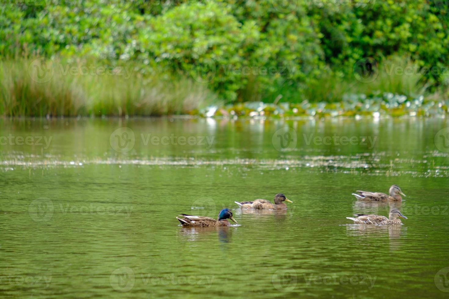 anatre che nuotano in uno stagno a Lyme Park, Cheshire, Regno Unito foto
