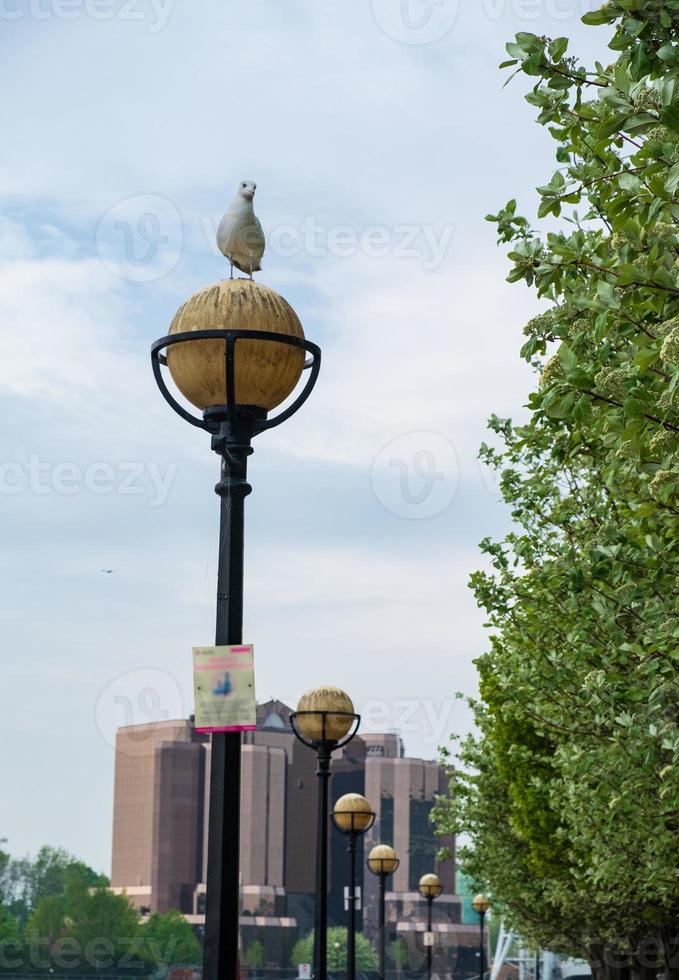 un gabbiano siede su un lampione a salford quays a manchester foto