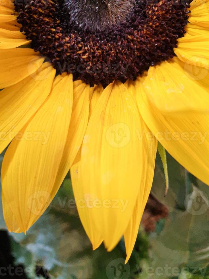 Primo piano del girasole al Federal Garden Show 2019, Heilbronn, Germania foto