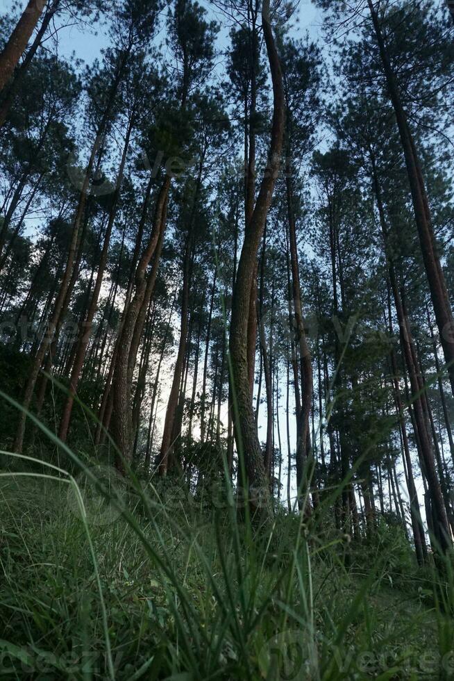 Indonesia grande natura con meraviglioso cultura foto