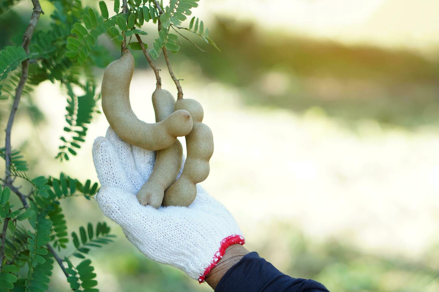 vicino su giardiniere mano indossa bianca guanto, raccolta tamarindo frutta nel giardino. concetto , di stagione frutta nel Tailandia. tamarindo può essere mangiato fresco o elaborato nel varietà menù come merenda, cibo o bevande foto