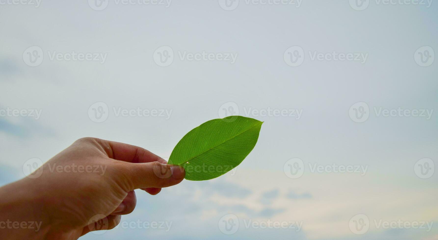 mano che tiene una foglia verde foto