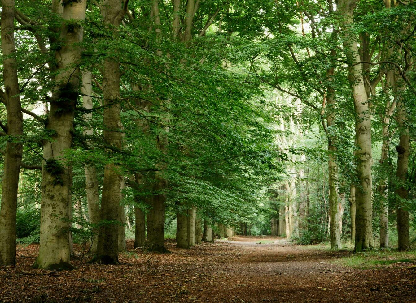 natura verde paesaggio cielo sfondo foto