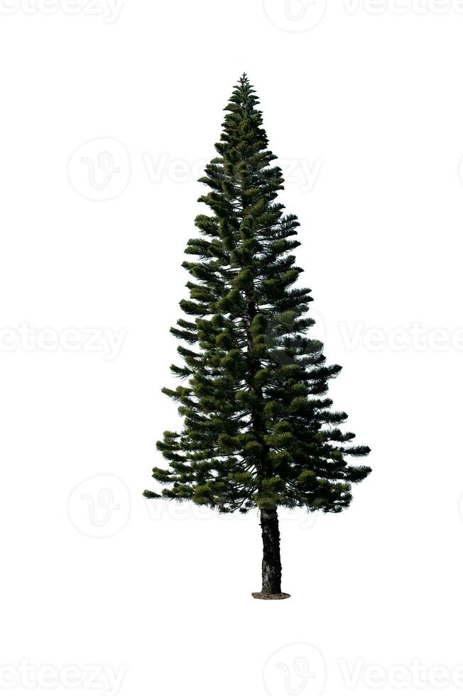 festivo pino albero isolato su bianca sfondo Perfetto per Natale e paesaggio giardinaggio foto